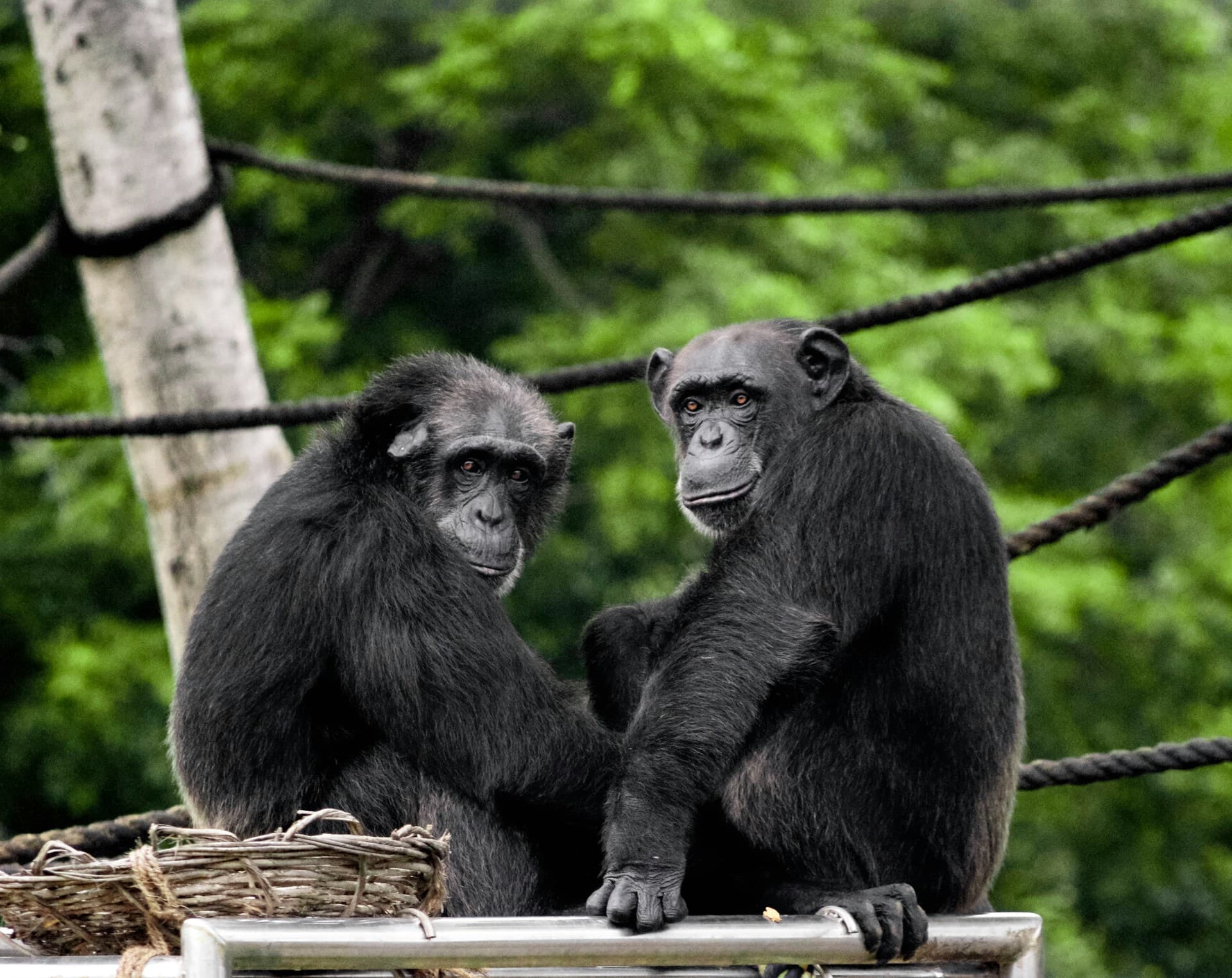 4-Day Kibale National Park Chimpanzee Trekking