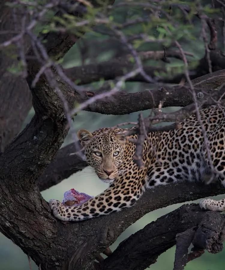 Gorilla Trekking Uganda