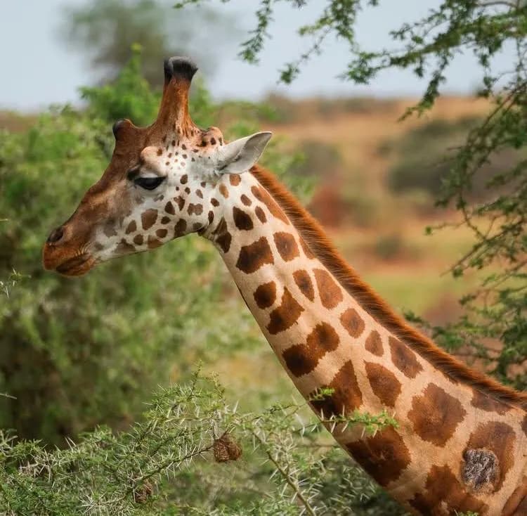 Kenya Big Five Safari