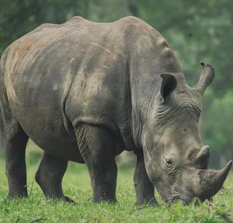 5-Day Ziwa Rhino & Murchison Falls Safari