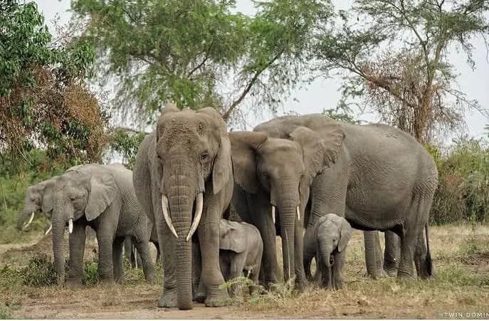 3-Day Queen Elizabeth National Park