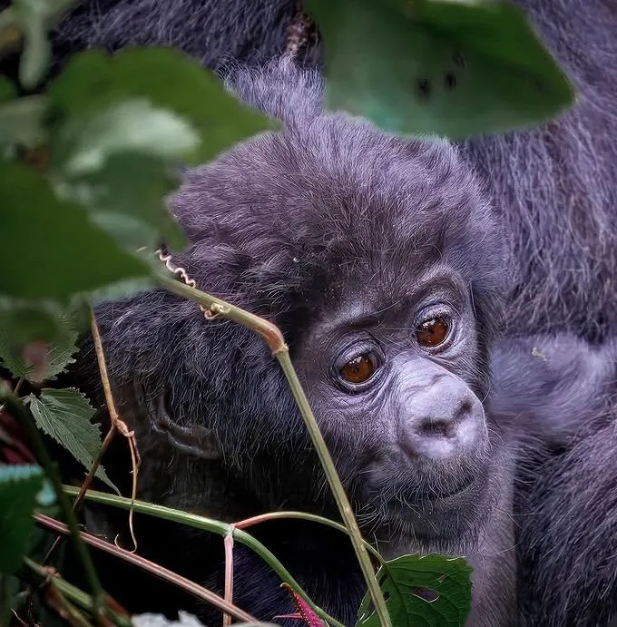 Safari booking background