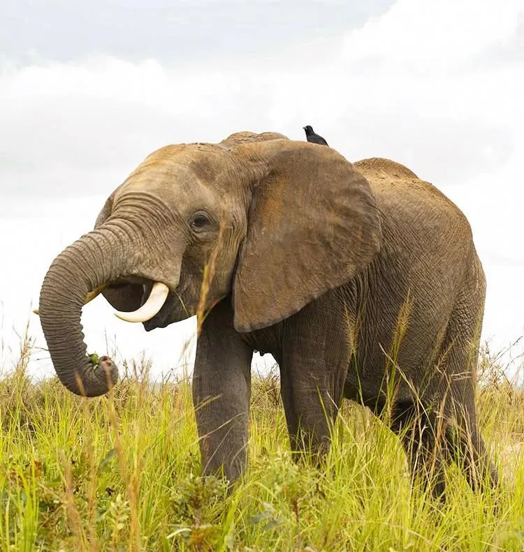 Safari Vehicle Rentals